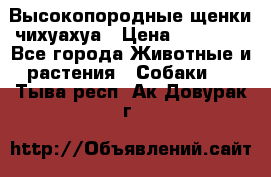 Высокопородные щенки чихуахуа › Цена ­ 25 000 - Все города Животные и растения » Собаки   . Тыва респ.,Ак-Довурак г.